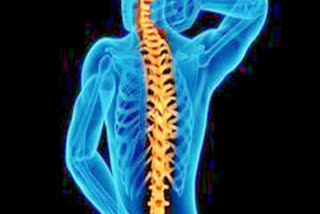 Researchers reveal how immune system detection benefit spinal cord injuries