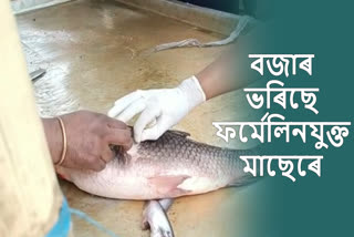 Formalin rich fish in Assam market