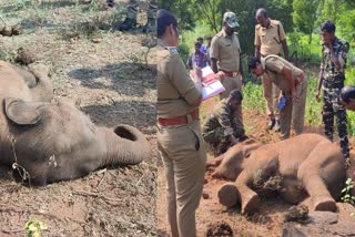 two year old wild elephant found dead Palakkad  wild elephant found dead Palakkad  അട്ടപ്പാടിയില്‍ കുട്ടിക്കൊമ്പന്‍ ചരിഞ്ഞനിലയിൽ  ഹെർപ്പസ് വൈറസ് മൂലമെന്ന് സ്ഥിരീകരിച്ചു