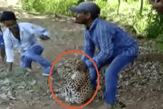 Leopard Tortured In Satara