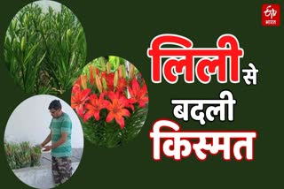 lilium flower cultivation in sonipat