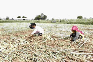 Banaskantha Unseasonal Rain: બાજરીના પાકમાં ભારે નુકસાન, ગ્રાઉન્ડ રીપોર્ટમાંથી સામે આવી આ વાત