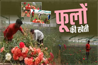 Carnation Flowers In Hamirpur