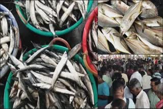 sale of caught fish in the country boat in Thoothukudi is huge