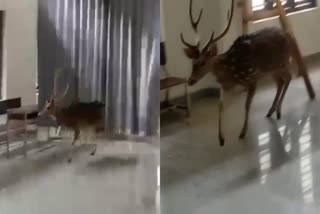 മദ്രസയുടെ അകത്തേക്ക് മാന്‍ ഓടിക്കയറി  മാൻ  Deer  deer dies after running into madrasa  deer in Wayanad  deer ran into the madrasa in periya Wayanad  മദ്രസയുടെ ഉള്ളിൽ ഓടിക്കയറിയ മാൻ മരിച്ചു