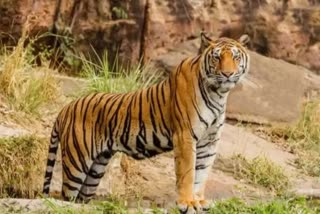 tiger enter at satpura power plant