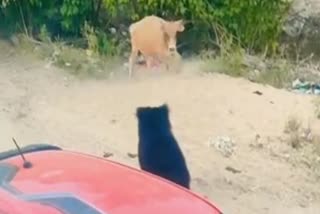 bear and cow fight