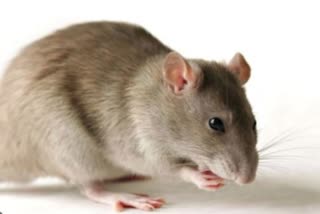 Rats gnaw dead body in mercury room in Vidisha