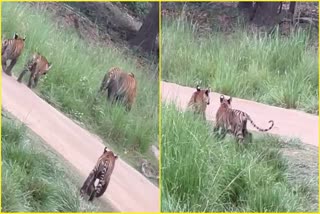Tigress DJ seen with cubs in Mukki Zone