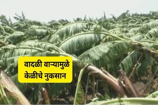 Banana orchards in Nanded uprooted
