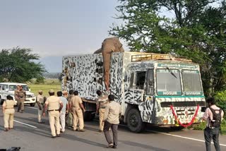 Tamil Nadu forest department caught Arikomban  tranquilize and caught Arikomban  Tamil Nadu forest department tranquilize Arikomban  അരിക്കൊമ്പനെ മയക്കുവെടി വച്ച് പിടികൂടി  തമിഴ്‌നാട് വനംവകുപ്പ്  പൂശാനം പെട്ടി