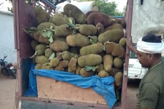 wood smuggling under jackfruit