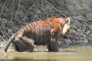 MP death of old tiger in Kanha Tiger Reserve