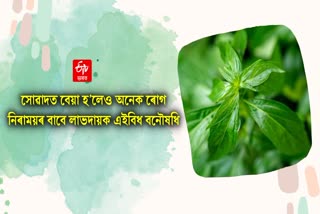 Green Chiretta is the cure for these 5 diseases, know why it should be consumed