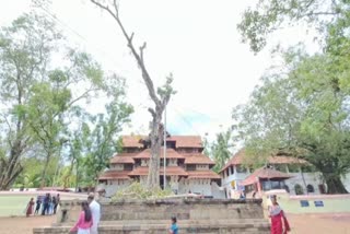 Byte name krishnakumar  Banyan tree  Committee of Vadakkumnathan temple  ആൽ മുത്തശ്ശിക്ക് ബലക്ഷയം  സംരക്ഷണമൊരുക്കി ക്ഷേത്ര ഉപദേശക സമിതി  വടക്കുംനാഥ ക്ഷേത്രം  വടക്കുംനാഥ ക്ഷേത്രത്തിലെ ആൽ മുത്തശ്ശി  കൊച്ചിൻ ദേവസ്വം ബോർഡ്  പരിസ്ഥിതി ദിനം  kerala news updates  latest news in kerala