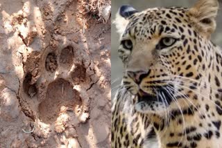 Leopard Terror In Betul