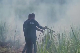 Fire Broke Out in Sugarcane field