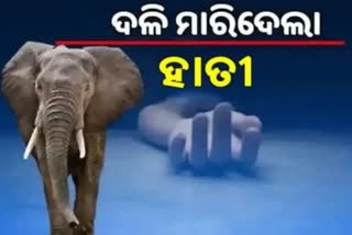 elephant attack in khordha