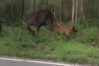 Sambar deer hunted by wild dogs in Karnatkaka