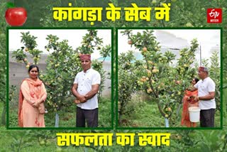 Purna Chand produced apples in Shahpur in Kangra.