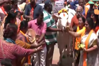 BJP workers protest with cows