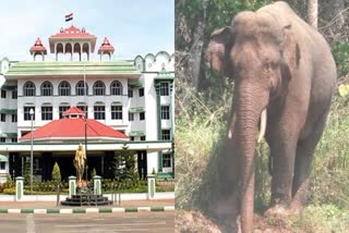 Arikomban elephant case  അരിക്കൊമ്പൻ  റബേക്ക ജോസഫ്  arikomban elephant case madras high court  Madras high court  മദ്രാസ് ഹൈക്കോടതി  ഫോറസ്റ്റ് ബഞ്ച്