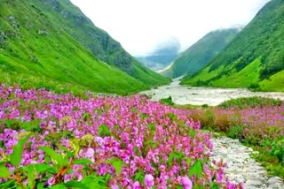 Valley of Flowers