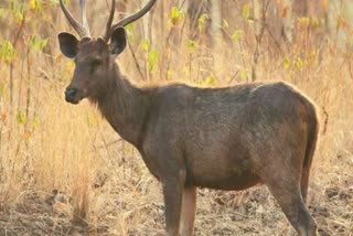 Wild dogs hunt Sambar deer  Wild dogs  Sambar deer  Wild dogs hunt Sambar deer on highway  Viral video  Chamarajanagar  forest Highway at Chamarajanagar  വാഹനങ്ങള്‍ ചീറിപ്പായുന്ന ഹൈവേ  ഹൈവേയ്‌ക്ക് സമീപം മാനിനെ വേട്ടയാട്ടി  മാനിനെ വേട്ടയാട്ടി ചെന്നായക്കൂട്ടം  ചെന്നായക്കൂട്ടം  ചെന്നായ  രക്ഷിക്കാനെത്തി വഴിയാത്രക്കാര്‍  വീഡിയോ വൈറല്‍  കര്‍ണാടക  ചാമരാജനഗർ  ബന്ദിപ്പൂർ കടുവ സങ്കേതം  സംഭാര്‍ മാന്‍