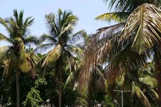 Junagadh News : નાળિયેરીના પાકમાં સફેદ માખી બની અવરોધ, નિરાકરણ માટે સંવાદ યોજાયો