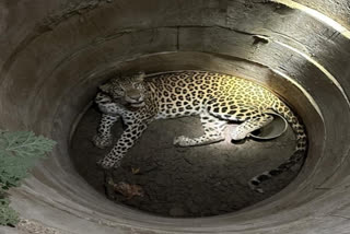 Watch: Leopard fallen into borewell rescued by forest department