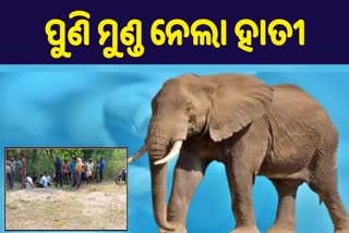 elephant attack in angul