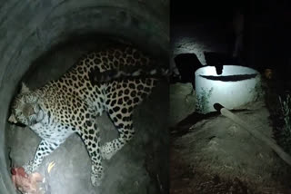 Leopard trapped in borewell rescued by forest department in UP  കിണറ്റിൽ വീണ പുലിയെ രക്ഷപ്പെടുത്തി  പുലി  പുലി കിണറ്റിൽ വീണു  വനം വകുപ്പ്  Leopard trapped in borewell  Leopard rescued by forest department