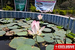 Lotus Cultivation