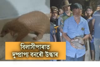 Rare Wild Pangolin Rescue