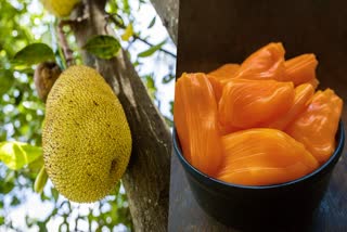 Knowing the benefits of jackfruit, you will stop eating mango and guava, but eat raw or ripe, know this