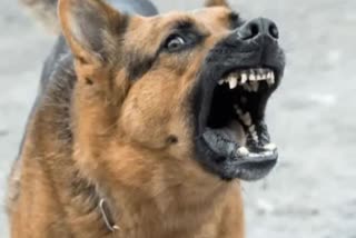 street dog terror in lucknow