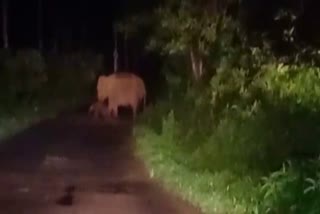 Aana  Wild elephant gave birth in the middle of the road  Kannur news updates  latest news in kannur  news updates  കണ്ണൂര്‍ വാര്‍ത്തകള്‍  നടുറോഡില്‍ യുവതി പ്രസവിച്ചു  സുരക്ഷയൊരുക്കാന്‍ കാടിറങ്ങി കാട്ടാനക്കൂട്ടം  VIDEO  കണ്ണൂരിലെ ആറളം  കാട്ടാന