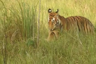 Injured tigress Neelam hunted deer