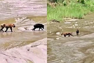 wild boar and tiger fight at valmiki tiger reserve