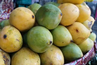 mango business in palamu