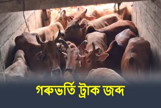 Truck loaded with cattle seized at Makum