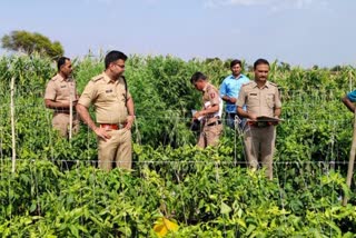 Ganja Found In Farms