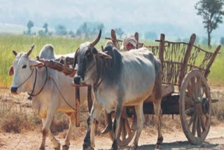 filed against two bullock cart drivers in Indore