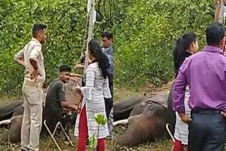 injured elephant died in dhenkanal