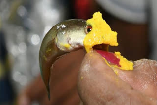 Battini family begins administering live fish prasad at Nampally Exhibition Grounds in Hyderabad