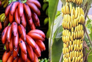 Red Banana Benefits