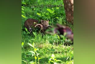 leopard carrying a dead deer