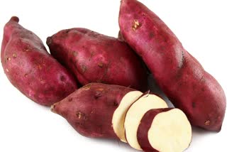 Etv BharatBenefits of eating sweet potato