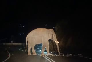 chakkakomban  kochi dhanushkodi national highway  arikomban  padayappa  wild elephant  chakkakomban create traffic jam  latest news in idukki  കൊച്ചി ധനുഷ്കോടി  ദേശീയപാത  ചക്കക്കൊമ്പന്‍  ആക്രമണം വഴിയോരകച്ചവടത്തിന് നേരെ  അരിക്കൊമ്പന്‍  പടയപ്പ  കാട്ടാന ആക്രമണം  ഇടുക്കി ഏറ്റവും പുതിയ വാര്‍ത്ത  ഇന്നത്തെ പ്രധാന വാര്‍ത്ത