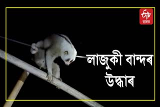 Rare species of Bengal slow loris rescue at Jonai